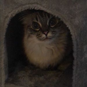 Meet your Posher, Qianyao